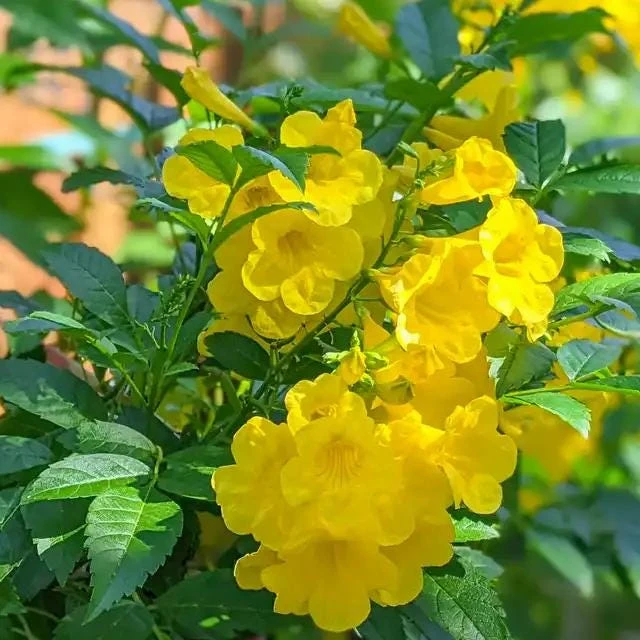 Yellow Bells Esperanza Live Plants - 2 Pack, 5-9 Inch, Tecoma Stans, Outdoor - Image 3