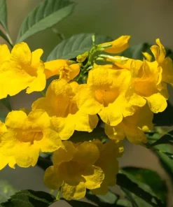 Yellow Bells Esperanza Live Plants - 2 Pack, 5-9 Inch, Tecoma Stans, Outdoor - Image 4