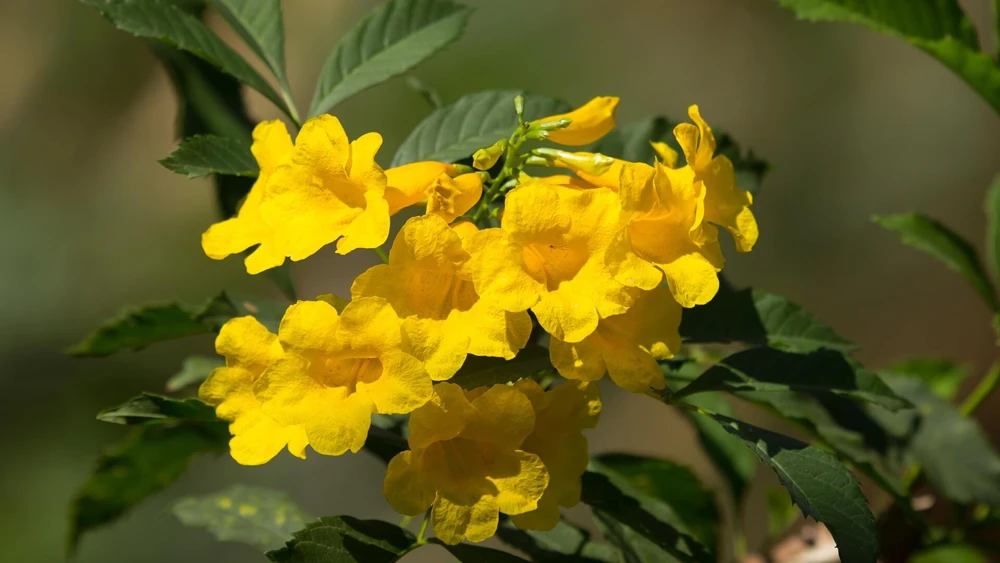 Yellow Bells Esperanza Live Plants - 2 Pack, 5-9 Inch, Tecoma Stans, Outdoor - Image 4