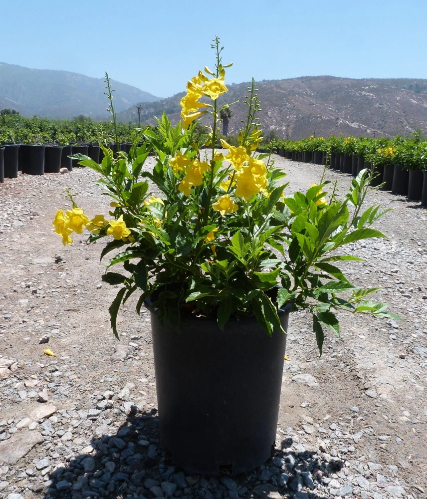 Yellow Bells Esperanza Live Plants - 2 Pack, 5-9 Inch, Tecoma Stans, Outdoor - Image 5