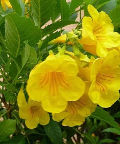 Yellow Bells Esperanza Live Plants - 2 Pack, 5-9 Inch, Tecoma Stans, Outdoor - Image 6