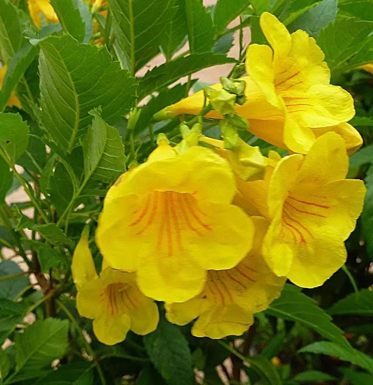 Yellow Bells Esperanza Live Plants - 2 Pack, 5-9 Inch, Tecoma Stans, Outdoor - Image 6