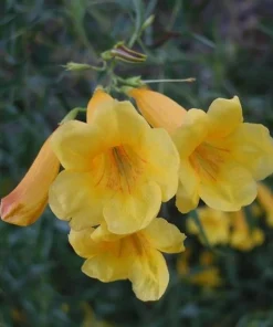 Yellow Bells Esperanza Live Plants - 2 Pack, 5-9 Inch, Tecoma Stans, Outdoor - Image 7