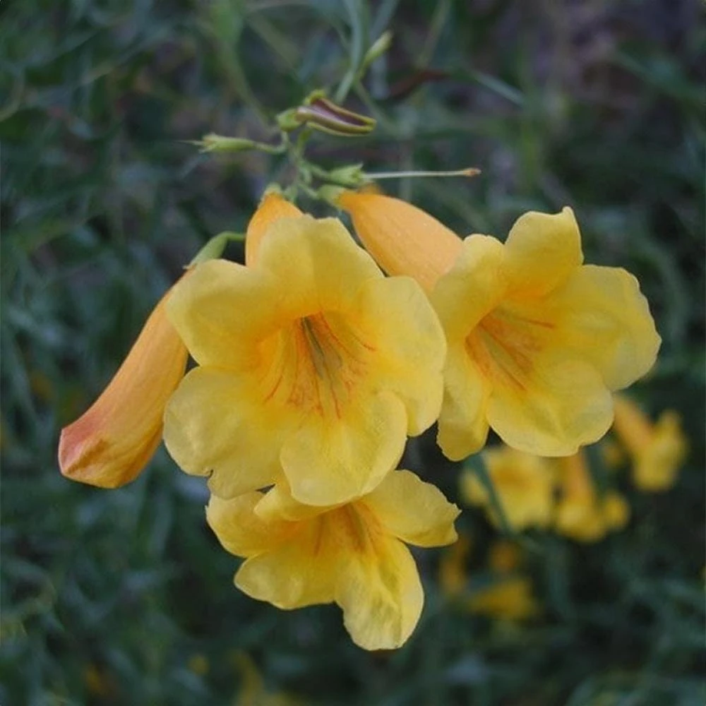 Yellow Bells Esperanza Live Plants - 2 Pack, 5-9 Inch, Tecoma Stans, Outdoor - Image 7