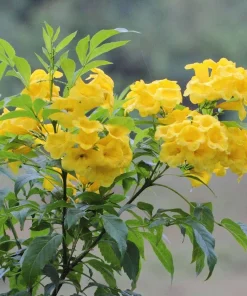 Yellow Bells Esperanza Live Plants - 2 Pack, 5-9 Inch, Tecoma Stans, Outdoor - Image 1