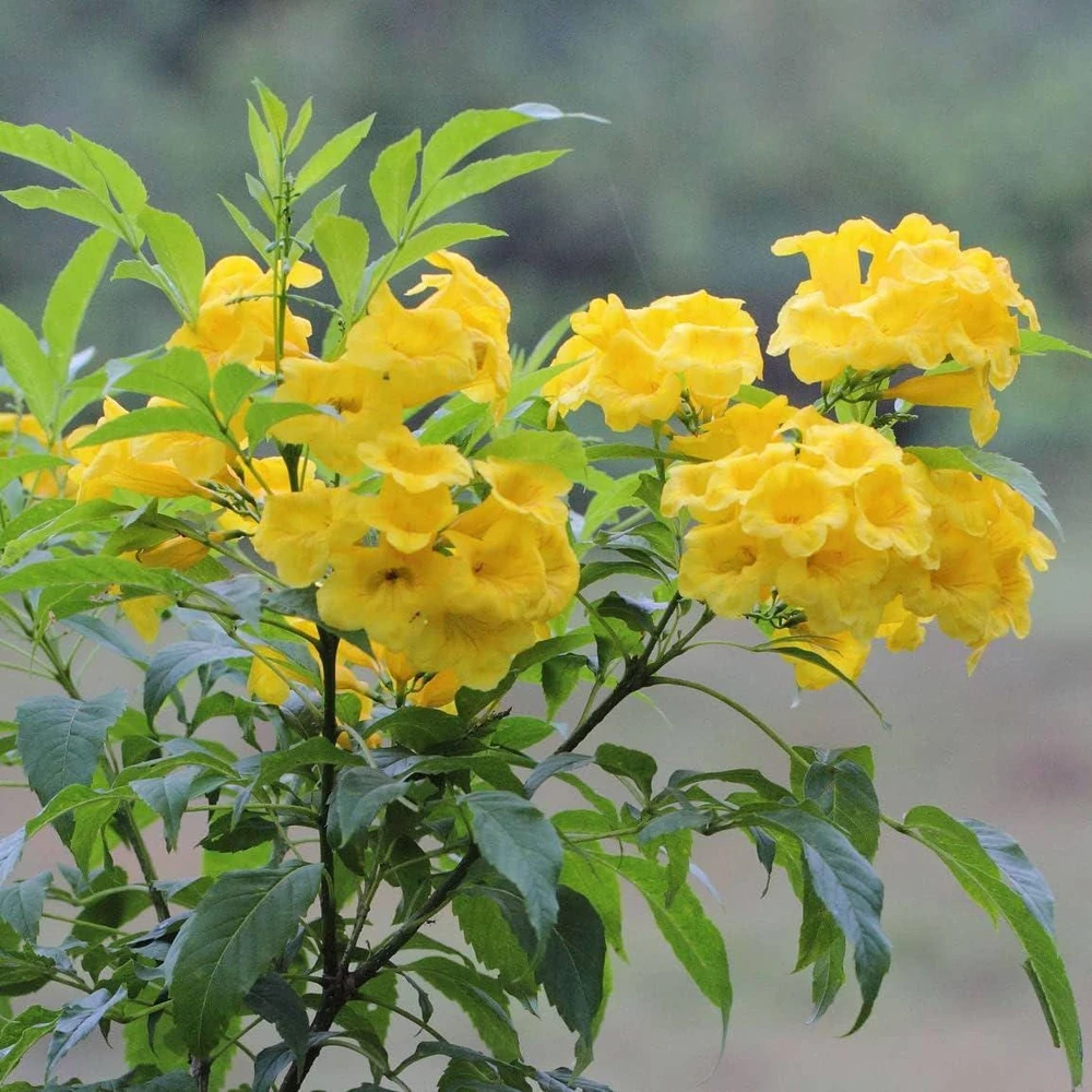 Yellow Bells Esperanza Live Plants - 2 Pack, 5-9 Inch, Tecoma Stans, Outdoor - Image 1