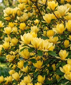 Yellow Bird Magnolia Tree Live Plant – 2 Pack – 6-12" Tall – Bright Yellow Flowers – Outdoor Shrub - Image 2