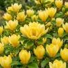 Yellow Bird Magnolia Tree Live Plant – 2 Pack – 6-12" Tall – Bright Yellow Flowers – Outdoor Shrub - Image 1