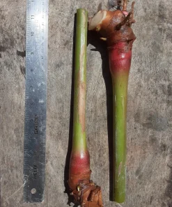 Yellow Butterfly Ginger Lily Rhizomes - 2 Fragrant Hedychium Live Plants - Image 2