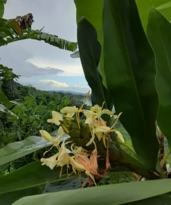 Yellow Butterfly Ginger Lily Rhizomes - 2 Fragrant Hedychium Live Plants - Image 3