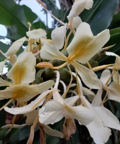 Yellow Butterfly Ginger Lily Rhizomes - 2 Fragrant Hedychium Live Plants - Image 4