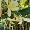 Yellow Butterfly Ginger Lily Rhizomes - 2 Fragrant Hedychium Live Plants - Image 1