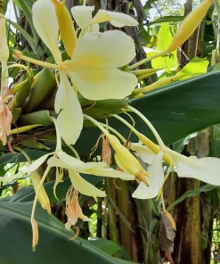 Yellow Butterfly Ginger Lily Rhizomes - 2 Fragrant Hedychium Live Plants - Image 1
