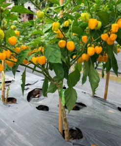 Yellow Carolina Reaper Pepper Seeds – 10 Count – World's Hottest Chili - Image 4