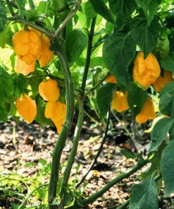 Yellow Carolina Reaper Pepper Seeds – 10 Count – World's Hottest Chili - Image 5