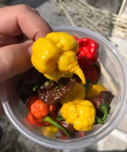 Yellow Carolina Reaper Pepper Seeds – 10 Count – World's Hottest Chili - Image 1