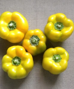 Yellow Cheese Pimento Pepper Seeds - 50 Sweet Capsicum Annuum - Image 4