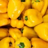 Yellow Cheese Pimento Pepper Seeds - 50 Sweet Capsicum Annuum - Image 1