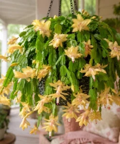 Yellow Christmas Cactus Live Plant – 4-6 Inch Tall Holiday Cactus – Potted Houseplant - Image 2