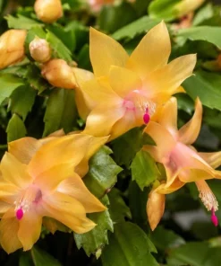 Yellow Christmas Cactus Live Plant – 4-6 Inch Tall Holiday Cactus – Potted Houseplant - Image 3