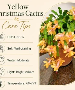 Yellow Christmas Cactus Live Plant – 4-6 Inch Tall Holiday Cactus – Potted Houseplant - Image 4