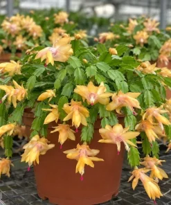 Yellow Christmas Cactus Live Plant – 4-6 Inch Tall Holiday Cactus – Potted Houseplant - Image 5