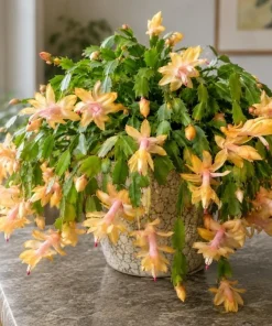 Yellow Christmas Cactus Live Plant – 4-6 Inch Tall Holiday Cactus – Potted Houseplant - Image 6
