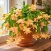 Yellow Christmas Cactus Live Plant – 4-6 Inch Tall Holiday Cactus – Potted Houseplant - Image 1