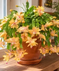 Yellow Christmas Cactus Live Plant – 4-6 Inch Tall Holiday Cactus – Potted Houseplant - Image 1