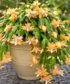 Yellow Christmas Cactus Live Plant – 4-6 Inch Tall Holiday Cactus – Potted Houseplant - Image 7