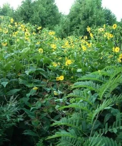 Yellow Compass Plant Seeds - Silphium Laciniatum - 10 Seeds - Prairie Flower - Image 2