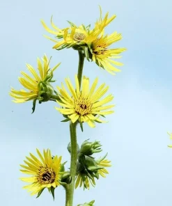 Yellow Compass Plant Seeds - Silphium Laciniatum - 10 Seeds - Prairie Flower - Image 3