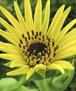 Yellow Compass Plant Seeds - Silphium Laciniatum - 10 Seeds - Prairie Flower - Image 4