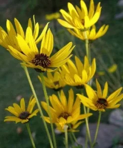 Yellow Compass Plant Seeds - Silphium Laciniatum - 10 Seeds - Prairie Flower - Image 5