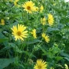 Yellow Compass Plant Seeds - Silphium Laciniatum - 10 Seeds - Prairie Flower - Image 1