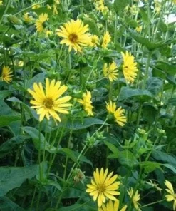 Yellow Compass Plant Seeds - Silphium Laciniatum - 10 Seeds - Prairie Flower - Image 1