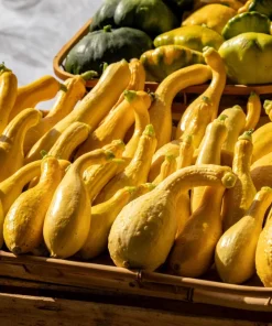 Yellow Crookneck Squash Seeds - 50 Seed Pack - Summer Vegetable - Image 10