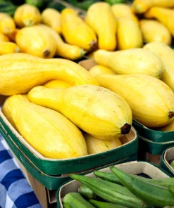Yellow Crookneck Squash Seeds - 50 Seed Pack - Summer Vegetable - Image 11