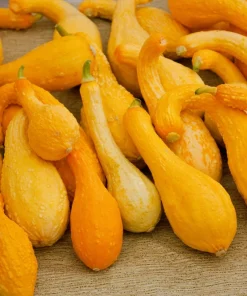 Yellow Crookneck Squash Seeds - 50 Seed Pack - Summer Vegetable - Image 2