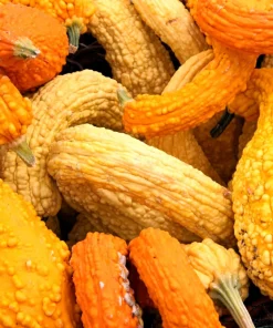 Yellow Crookneck Squash Seeds - 50 Seed Pack - Summer Vegetable - Image 3