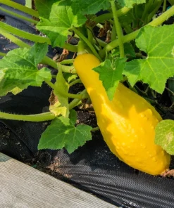 Yellow Crookneck Squash Seeds - 50 Seed Pack - Summer Vegetable - Image 4