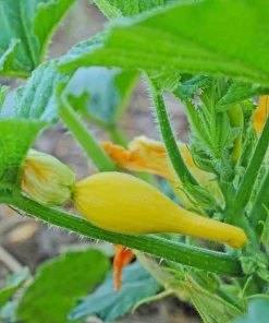 Yellow Crookneck Squash Seeds - 50 Seed Pack - Summer Vegetable - Image 5