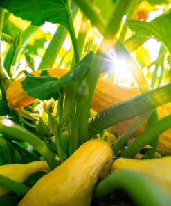 Yellow Crookneck Squash Seeds - 50 Seed Pack - Summer Vegetable - Image 6