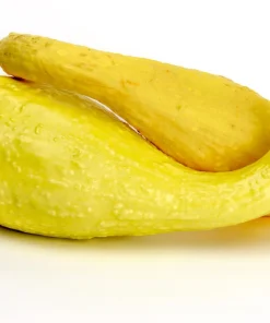Yellow Crookneck Squash Seeds - 50 Seed Pack - Summer Vegetable - Image 9