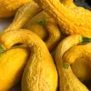 Yellow Crookneck Squash Seeds - 50 Seed Pack - Summer Vegetable - Image 1