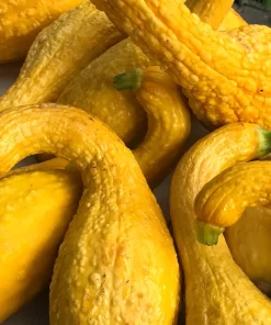 Yellow Crookneck Squash Seeds - 50 Seed Pack - Summer Vegetable - Image 1