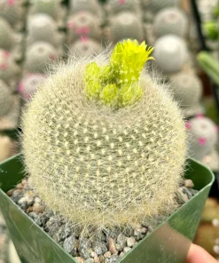 Yellow Crown Cactus Live Plant – Notocactus Graessneri – Blooming Cactus – 4 inch pot – Indoor/Outdoor - Image 2