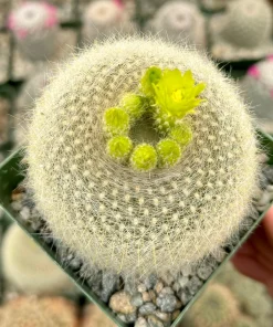 Yellow Crown Cactus Live Plant – Notocactus Graessneri – Blooming Cactus – 4 inch pot – Indoor/Outdoor - Image 3