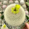 Yellow Crown Cactus Live Plant – Notocactus Graessneri – Blooming Cactus – 4 inch pot – Indoor/Outdoor - Image 1