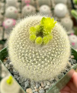 Yellow Crown Cactus Live Plant – Notocactus Graessneri – Blooming Cactus – 4 inch pot – Indoor/Outdoor - Image 1